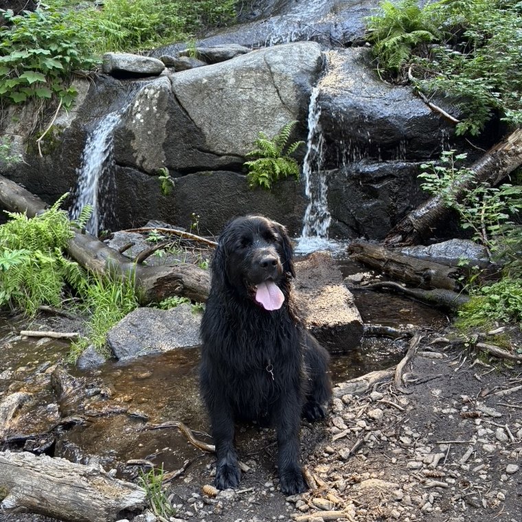 Luke's dog sitting in front of a waterfall on a hike